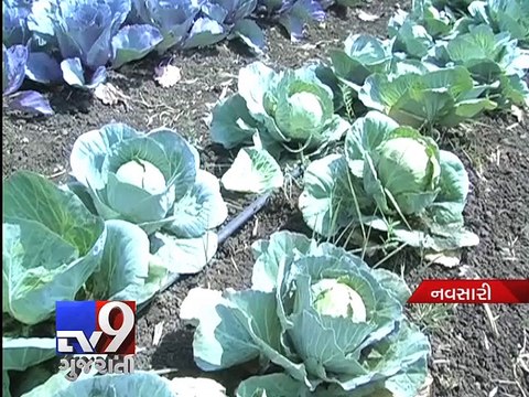 Unseasonal rains spell disaster for rabi crops - Tv9 Gujarati