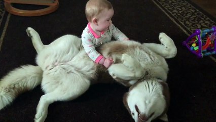 Siberian Husky playing gently with 7-month-old baby