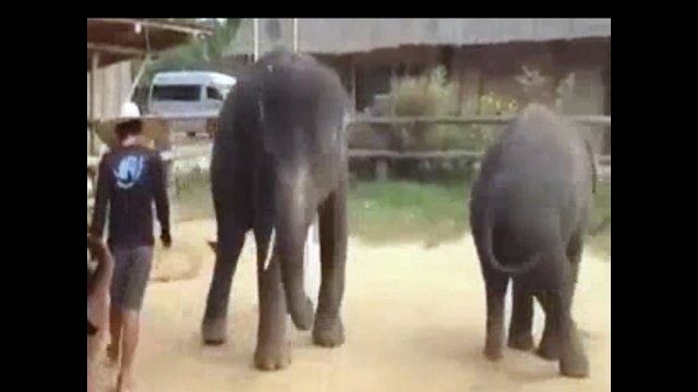 Elephant Dance In Gangnam Style Song