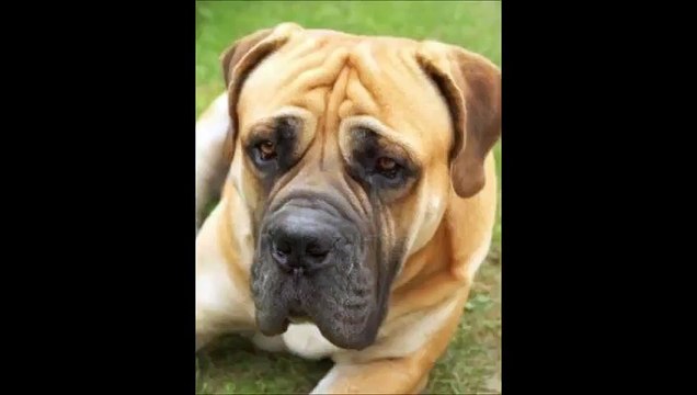 Yasaklanmış 17 Köpek Irkı 2015