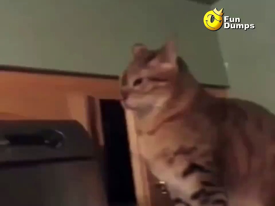 Kedilerde şaka yapar :)