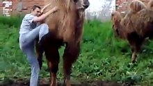 Failed Camel Riding - Funny !