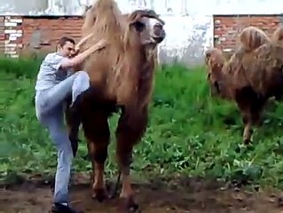 Failed Camel Riding - Funny !