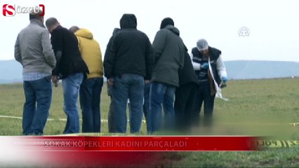 Sokak köpekleri kadını parçaladı