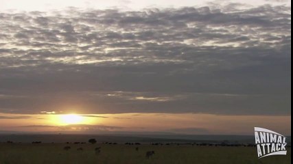 Sırtlanı pazara gönderen antilop