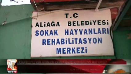 Aliağa belediyesi sokak hayvanlarını koruma ve rehabilitasyon merkezi’nde bahar temizliği