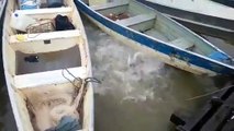 Feeding some piranhas in a river in Brazil