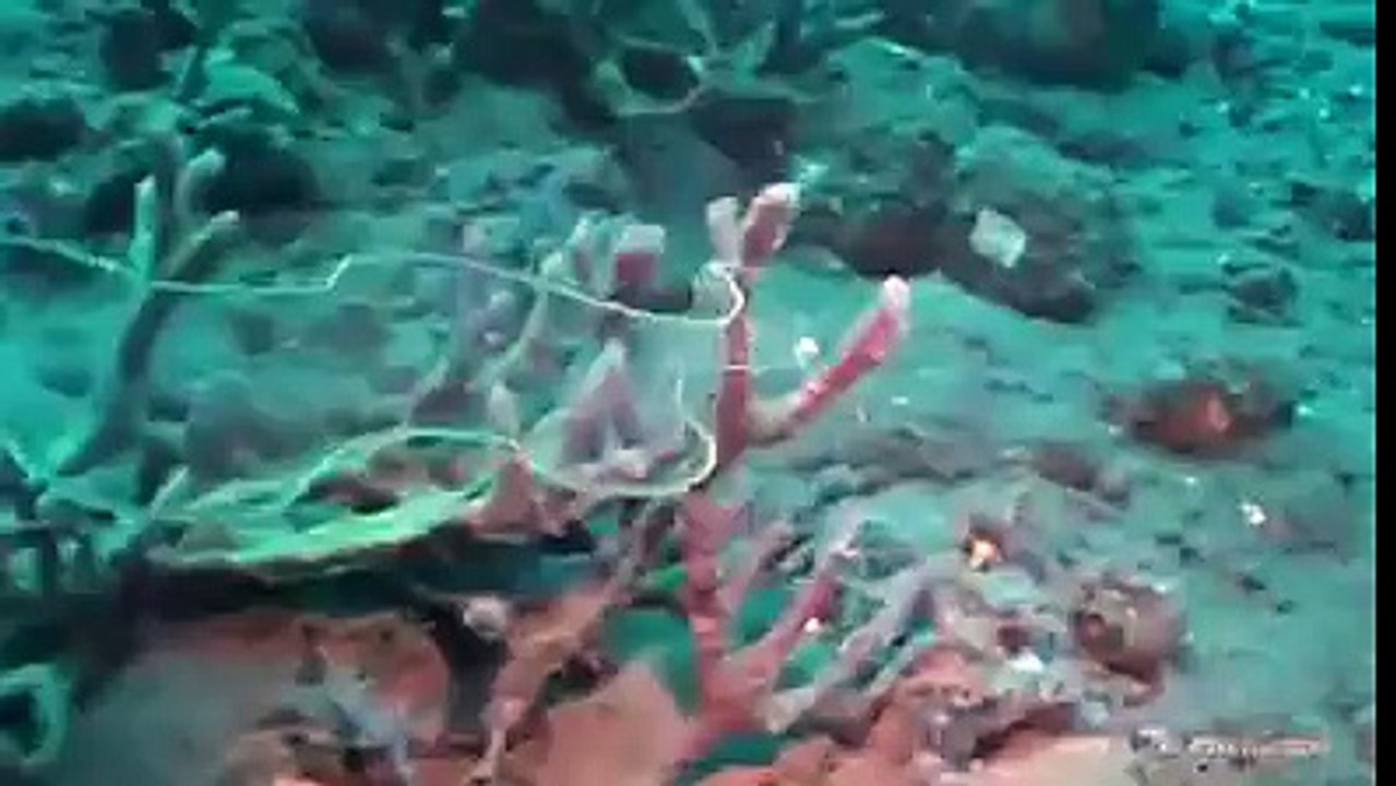 ALLAH is Great now see this video