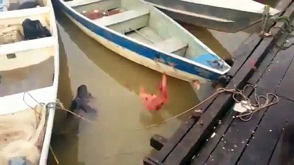 Nourrir des Piranhas dans une rivière au Brésil : flippant!