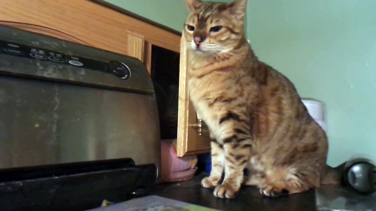 Ninja cat hidden in the dark : crazy attack!