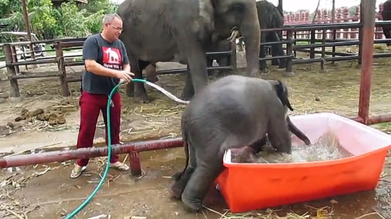 Un bébé éléphant très maladroit prend son bain!