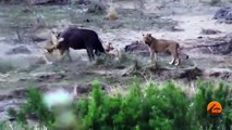 Lions Attack Buffaloes - Another Battle at Kruger | Discovery Channel