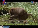 Paradise Birds -Discovery Animals Nature documentary [HD]