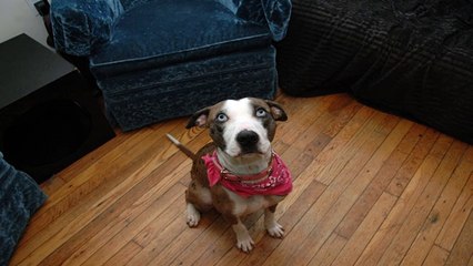 Dog Training - The Best Method To Train Your Dog Fast Without Touching Them