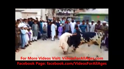 Bull Got Mad After Listening Go Nawaz Go