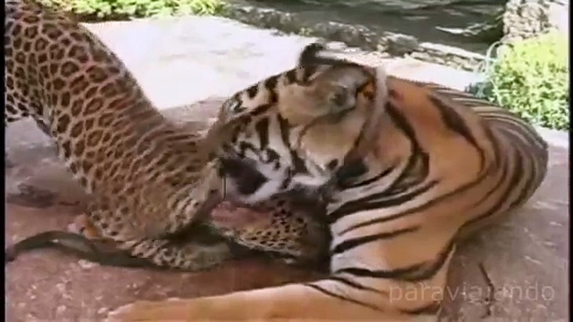 ⁣Amazing relationships between animals