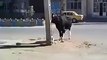 .THE MOST FUNNIEST ACCIDENT IN THE WORLD. COW MISSING HITTING-HA HA HA HA HA