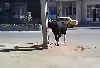 .THE MOST FUNNIEST ACCIDENT IN THE WORLD. COW MISSING HITTING-HA HA HA HA HA