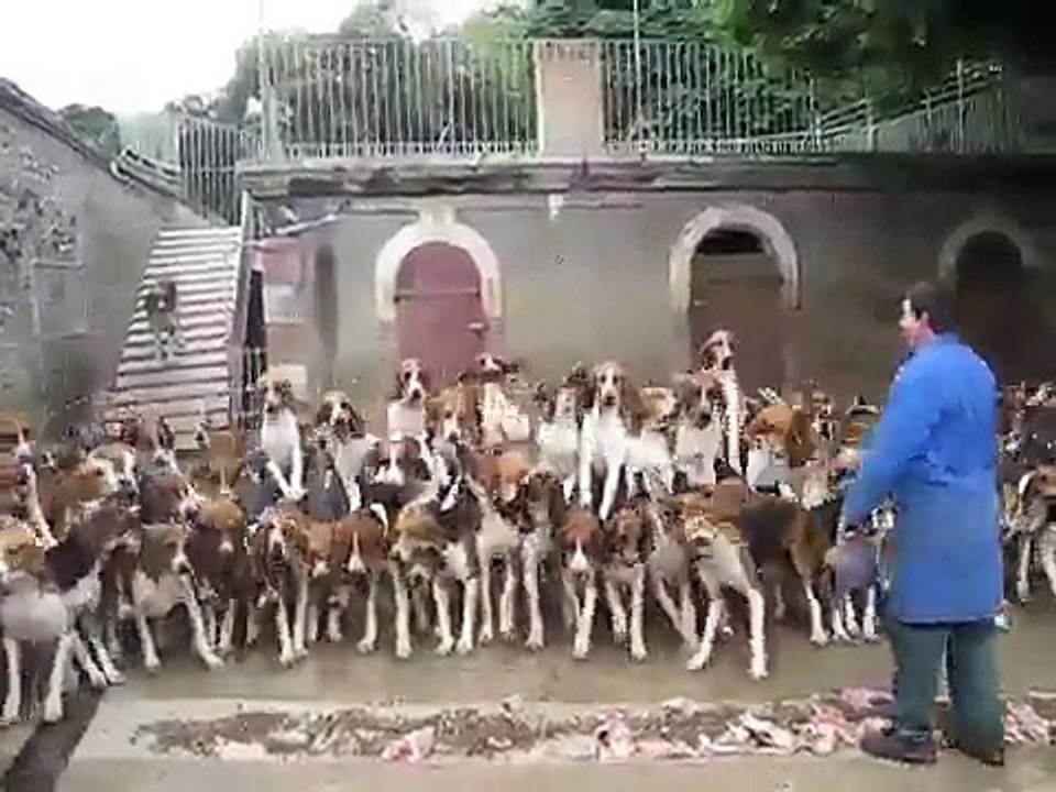 120 Hunting dogs being fed , France! Amazing