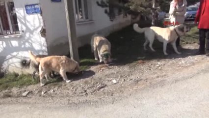 Eskişehir Doktor Çiftin Kızı Erinç Pütün'ün Cesedini Sokak Köpekleri Parçaladı