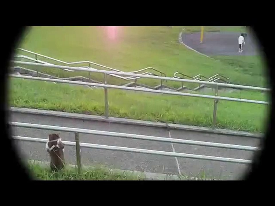 Cat sitting relaxed Video