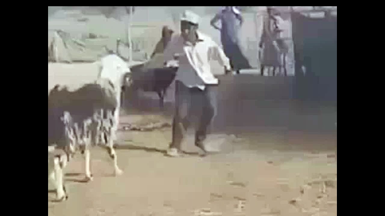 Goat Hit The Man