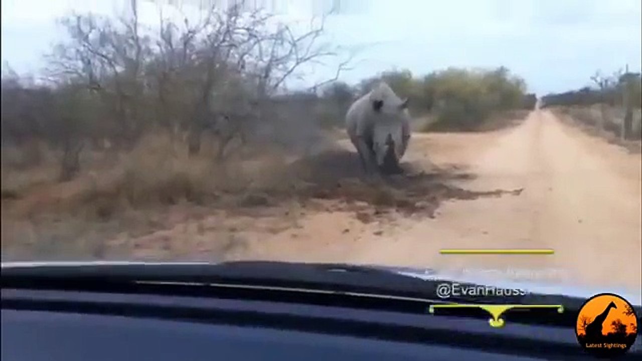 Un Rhinocéros en colère charge et attaque une voiture!