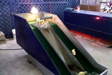 slipping duck