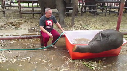 Un éléphanteau s'amuse pendant son bain