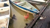 Nourrir des piranhas dans une rivière au brésil