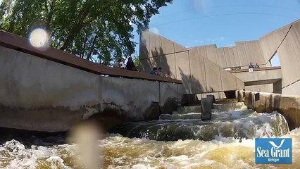 Flathead Catfish in Grand Rapids Fish Ladder (Raw footage)