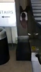 Une fille s'éclate la tête contre un escalator