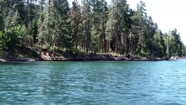 Wild Horse Island Wildlife _ Flathead Lake _ Wild Horses