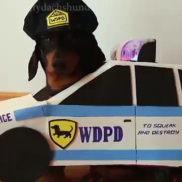 Dachshunds Play Cops & Robbers - Crusoe & Oakley Dachshund