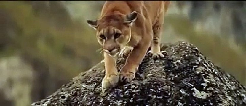 american wildlife animals Cougar Hunting Little Brown Bear