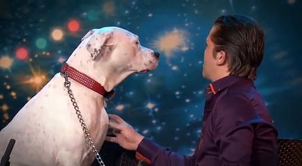 Un chien chante  Whitney Houston - Belgium's Got Talent