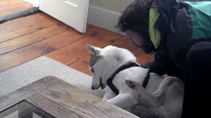 Blaze Loves His Kennel (ORIGINAL) Husky Says No to Kennel - Funny