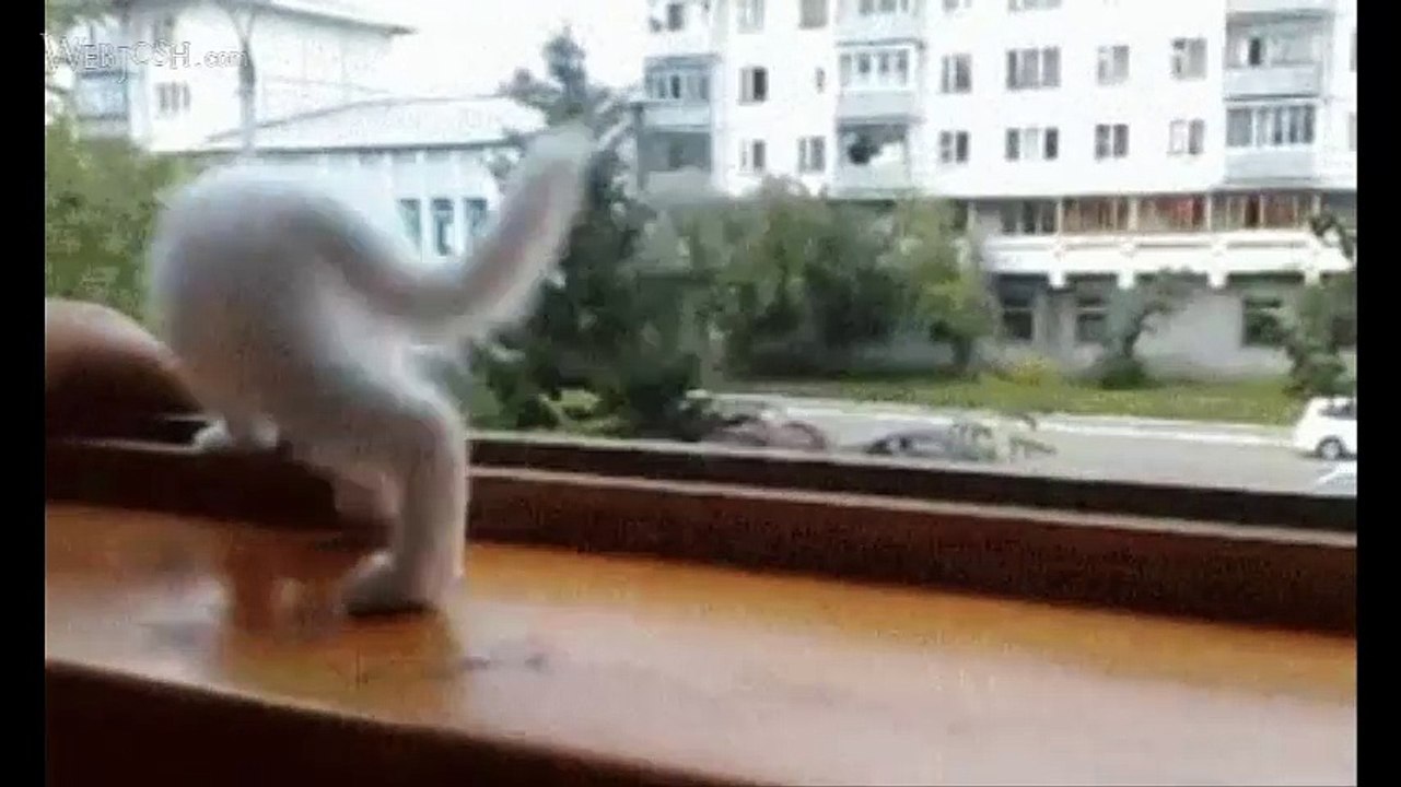 Funny videos Compilation - Funny Pranks must watch