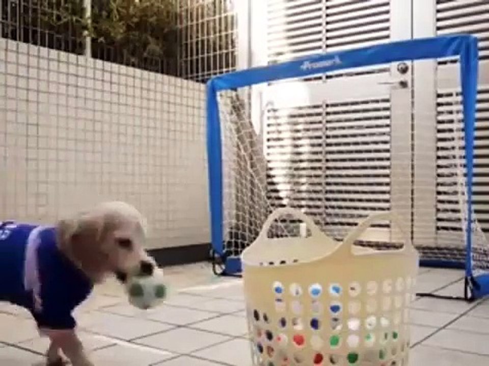 l cane portiere: le para tutte!