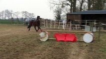 Crunch Mavrik - poney a vendre - saut 4