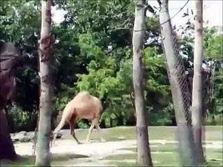 FUNNY VINES COMPILATION - NEW FUNNY ANIMAL VINES AND CLIPS - PlayIt.pk