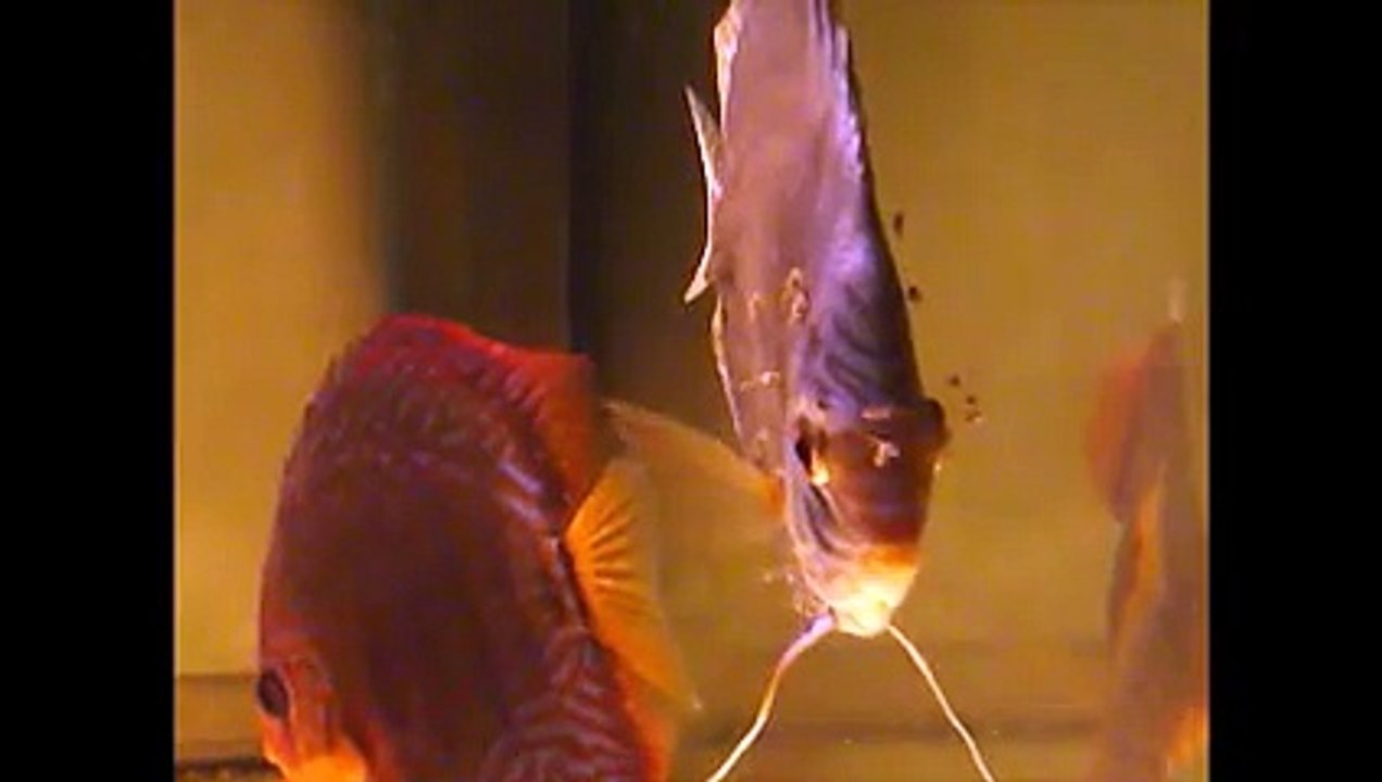 larves discus se nourrissant sur parents