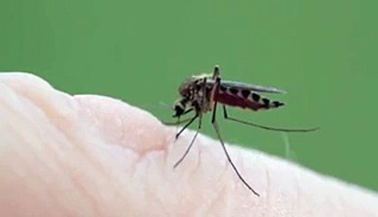 Mosquito-même rempli de sang / OMG !! Mosquito filled herself with blood