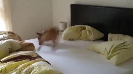 Funny Dog Goes Nuts  One Dog Circle Pit