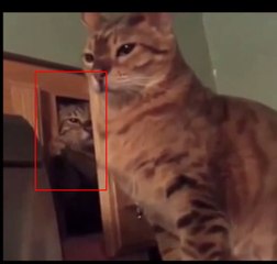The Most Amazing Cat-Ambush You’ll Ever See.. It’s a “Cambush”