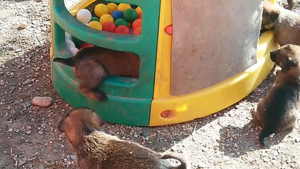 Be Aware H's @ 3,2,1...GO!