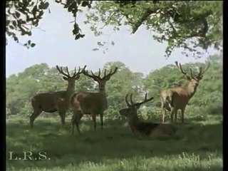 Leben Heisst Leben: Legion of Rock Stars 🎸