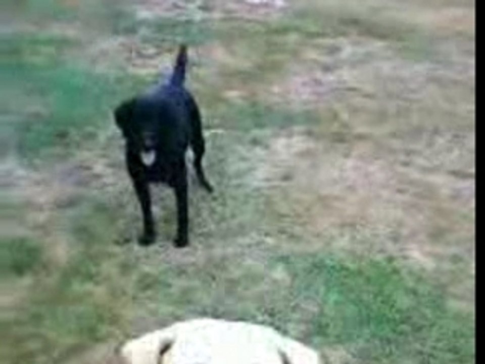 mes chiens et une belle chute ...