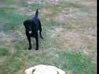 mes chiens et une belle chute ...