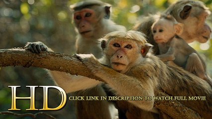 Monkey Kingdom regarder en francais English Subtitles